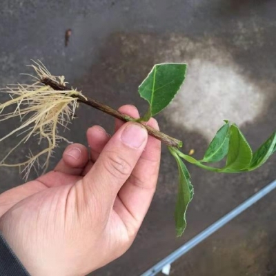 植物快繁技術(shù)