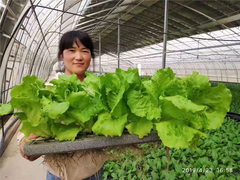 水培蔬菜(圖3)