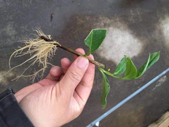 植物快繁技術(shù)(圖1)